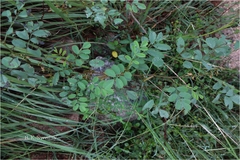 Indigofera tinctoria